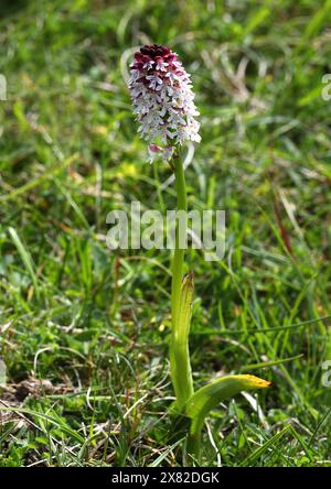 Verbrannte Orchidee oder verbrannte Spitze Orchidee, Neotinea ustulata (syn. Orchis ustula), Orchidaceae. Gefunden an kalkhaltigen Orten, Grasland auf Kreideflächen. Stockfoto