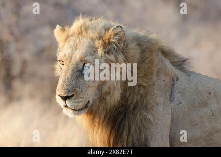 Afrikanischer Löwe (Panthera leo melanochaita), erwachsener Mann, im Morgenlicht stehend, Tierporträt, Kruger-Nationalpark, Südafrika, Afrika Stockfoto