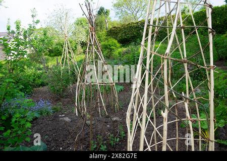 Willow Sticks Stützrahmen für den Anbau von Kletterpflanzen Laufbohnen und Süßerbsen im Frühjahr Mai Landgarten Bodenkompost Wales UK KATHY DEWITT Stockfoto