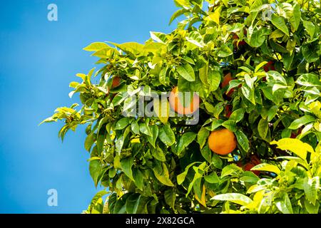 Kurzer Zwischenstopp in der schönen kleinen Stadt Valldemossa im Nordwesten der Insel Serra de Tramuntana Region - Mallorca - Spanien Stockfoto