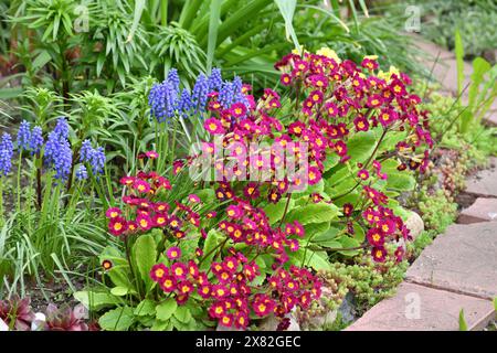 Primula vulgaris und Muscari - Frühfrühlingsblume, Primrose Stockfoto