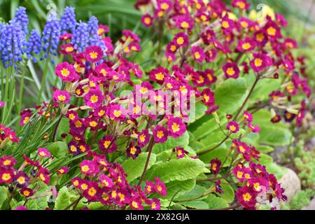 Primula vulgaris und Muscari - Frühfrühlingsblume, Primrose Stockfoto