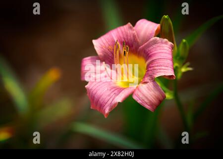 Eine einzelne rosa Day Lily Blume, blüht mit weichem Hintergrund Stockfoto