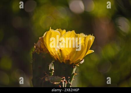 Süße Feigenkaktus Opuntia Ficus-indica Blume 15856 Stockfoto