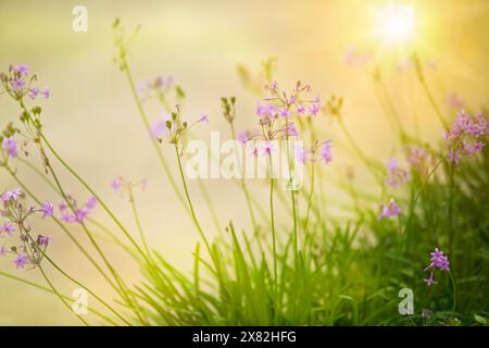 Society Knoblauch blühende Pflanze, mit weichem Glanz und warmen sonnigen Farben. Stockfoto