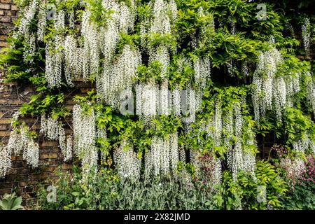 Wunderschöne weiße Wisterien, die im Frühling an der Ziegelmauer hängen Stockfoto