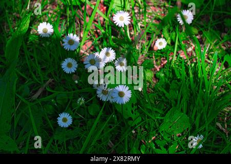 Eine Ansammlung weißer Gänseblümchen mit gelben Zentren, die in einem grasbewachsenen Gebiet wachsen, mit grünen Blättern und Sonnenlicht, das durchströmt. Stockfoto