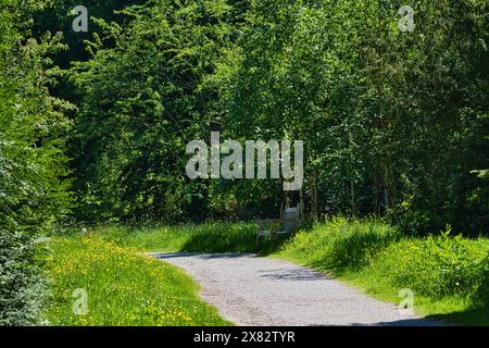 Ein ruhiger Schotterweg, der sich durch einen üppigen grünen Wald schlängelt, mit einer Holzbank an der Seite. Die Gegend ist von hohen Bäumen und Wildblumen umgeben, Kreati Stockfoto