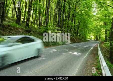 Ein weißes Auto fährt auf einer kurvenreichen Straße durch einen üppig grünen Wald und fängt im Frühjahr die Essenz der Bewegung und Natur ein. Stockfoto