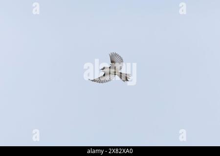 Sylvia communis, männliche Erwachsene singen im Schauflug, Minsmere RSPB Reserve, Suffolk, England, April Stockfoto