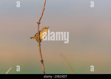 Troglodytes troglodytes, erwachsener Mann auf Zweig, singend, Suffolk, England, Mai Stockfoto