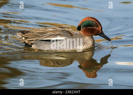 Männliches eurasisches Petrol, Neuchâtel See, Schweiz Stockfoto