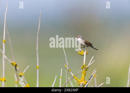 Sylvia communis, erwachsener Mann auf Zweig, singend, Minsmere RSPB Reserve, Suffolk, England, Mai Stockfoto