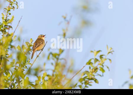 Seggenkraut Acrocephalus schoenobaenus, männlicher Erwachsener singt aus Busch, Suffolk, England, April Stockfoto