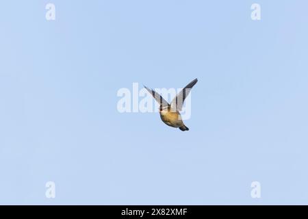 Seggenkraut Acrocephalus schoenobaenus, männlicher Erwachsener singt im Schauflug, Suffolk, England, April Stockfoto