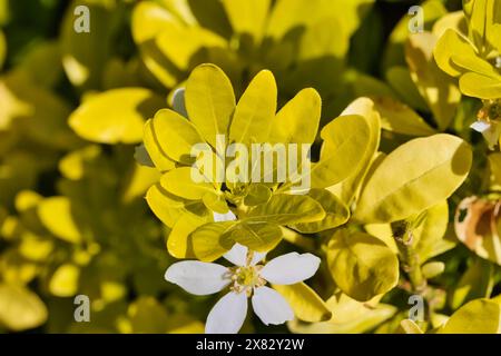 Nahaufnahme einer weißen Blume umgeben von gelb-grünen Blättern in einem Garten. Stockfoto