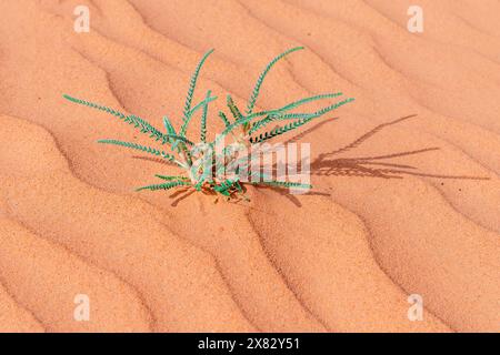ERG Chebbi, Merzouga, Marokko: Isolierte Pflanze sprießt auf den Sanddünen in der Wüste Erg chebi, Sahara. Afrika Stockfoto