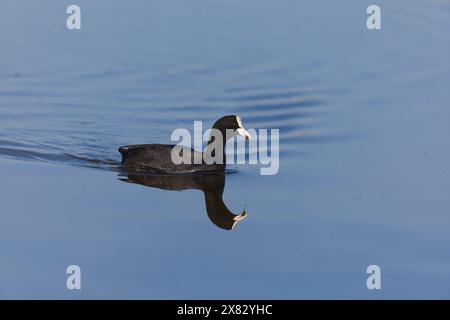 Eurasian Coot Fulica atra, Erwachsene schwimmen mit Futter im Schnabel für Küken, RSPB Minsmere Reserve, Suffolk, England, Mai Stockfoto