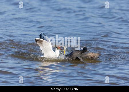 Schwarzkopfmöwe Larus ridibundus, Sommergefieder für Erwachsene und Fulica atra, Erwachsene im Wasser kämpfen, RSPB Minsmere Naturreservat, Suffolk Stockfoto