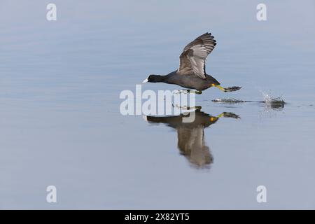 Eurasian coot Fulica atra, Erwachsener, der über das Wasser läuft, RSPB Minsmere Reserve, Suffolk, England, Mai Stockfoto