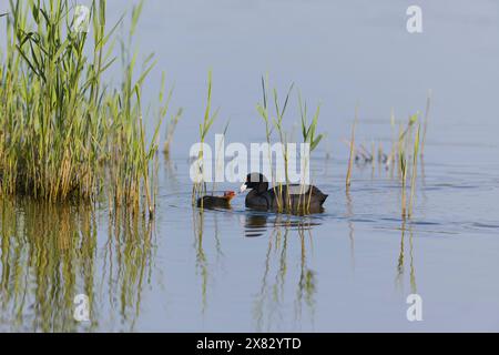 Eurasian coot Fulica atra, ausgewachsenes Küken, RSPB Minsmere Reserve, Suffolk, England, Mai Stockfoto