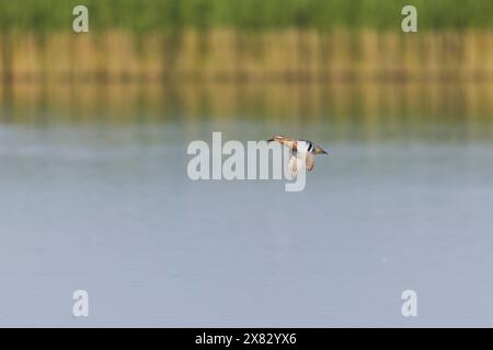 Garganey Anas querquedula, Erwachsene männliche Fliegen, Minsmere RSPB Reserve, Suffolk, England, Mai Stockfoto