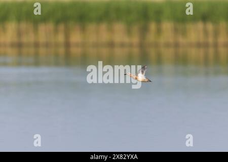 Garganey Anas querquedula, Erwachsene männliche Fliegen, Minsmere RSPB Reserve, Suffolk, England, Mai Stockfoto