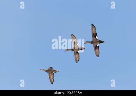 Gadwall Anas strepera, 3 Erwachsene, 2 Männer jagen weiblich im Flug, RSPB Minsmere Naturschutzgebiet, Suffolk, England, April Stockfoto