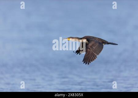 Kormoran Phalacrocorax carbo, unreife Fliegen, Minsmere RSPB Reserve, Suffolk, England, April Stockfoto