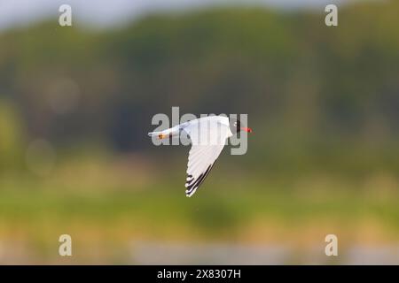 Mittelmeer-Möwe Larus melanocephalus, Zuchtgefieder für Erwachsene fliegen, Minsmere RSPB Reserve, Suffolk, England, Mai Stockfoto