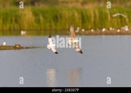 Eurasischer avocet Recurvirostra avosetta, Erwachsener jagt die kleine Schwarzmöwe Larus fuscus, unreif im Flug, RSPB Minsmere Naturschutzgebiet, Suffolk Stockfoto