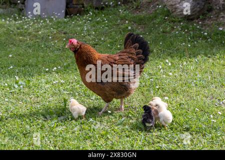 Gruppe von kleinen neugeborenen Küken auf grünem Gras draußen mit Mutterhuhn. Natürliche Umwelt. Stockfoto