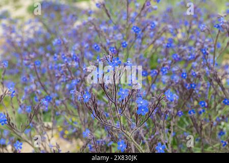 Viele blaue Blumen als Hintergrund. Anchusa azurea Wildblumen. Großes blaues Alkanet (Anchusa azurea ssp. Azurea) ist eine selbstgewachsene Wildblume auf Felsen Stockfoto