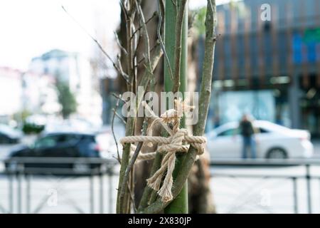 Seil am Baum im Park zum Schutz und Gruppe von Zweigen als Hintergrund und Inspiration Stockfoto