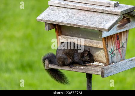 Nahaufnahme eines niedlichen schwarzen Eichhörnchens, das Saflorsamen in einem rustikalen Vogelfutter isst Stockfoto