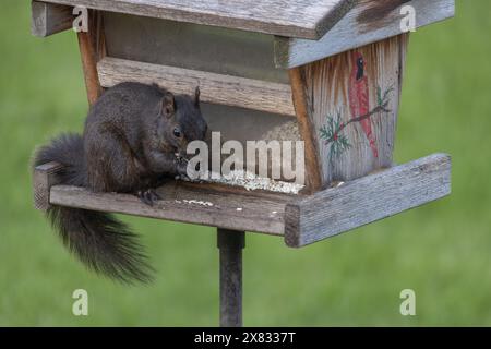 Nahaufnahme eines niedlichen schwarzen Eichhörnchens, das Saflorsamen in einem rustikalen Vogelfutter isst Stockfoto