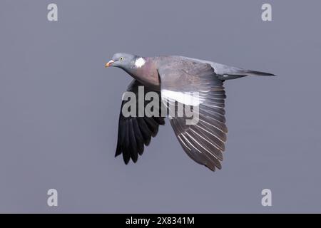 Holztaube im Flug mit den Flügeln nach unten Stockfoto