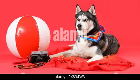 Süßer Husky-Hund mit Strandaccessoires auf rotem Hintergrund Stockfoto