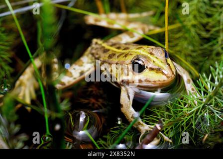 Gemeiner Frosch (Pelophylax perezi) in Valdemanco, Madrid, Spanien Stockfoto