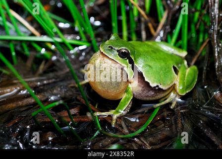 Baumfrosch (Hyla molleri) in Cerceda, Madrid, Spanien Stockfoto