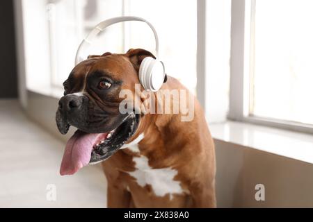Boxerhund mit Kopfhörern in der Nähe des Fensters zu Hause, Nahaufnahme Stockfoto