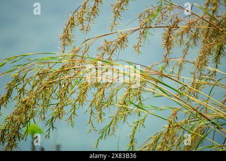 Cymbopogon nardus (Serai wangi, Citronella Gras, Andropogon nardus). Es ist die Quelle eines ätherischen Öls, das als Citronellenöl bekannt ist Stockfoto