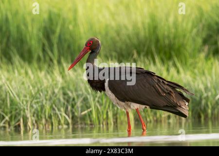 Schwarzstorch, Ciconia nigra, alleinerziehender Erwachsener im Flachwasser, Ungarn Stockfoto