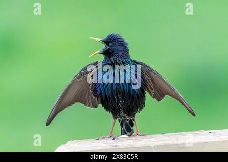 Gewöhnlicher Star, Sturnus vulgaris, alleinerwachsener Mann in Balz, während er auf Holz hockt, Bulgarien Stockfoto