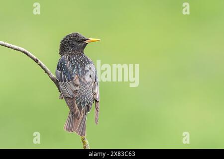 Gewöhnlicher Star, Sturnus vulgaris, alleinerwachsener Mann auf Holz, Bulgarien Stockfoto