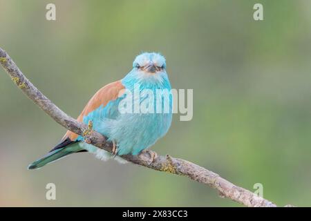 Europäischer Roller, Coracias garrulus, alleinerziehender Erwachsener auf einem Zweig, Bulgarien Stockfoto