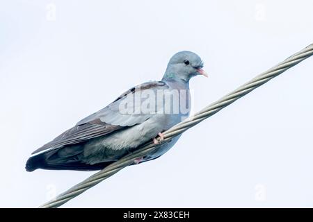 Taube, Columba oenas, alleinerziehender Erwachsener auf Telegrafenkabel, Bulgarien Stockfoto