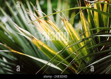 Trachycarpus fortunei, chinesische Windmühle immergrüne Palme, Busch natürlicher Hintergrund. Sonnenlicht in einem tropischen Garten, Park. Exotische Sommernatur. Stockfoto