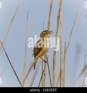 Segge Warbler, Cley Marshes, Norfolk Stockfoto