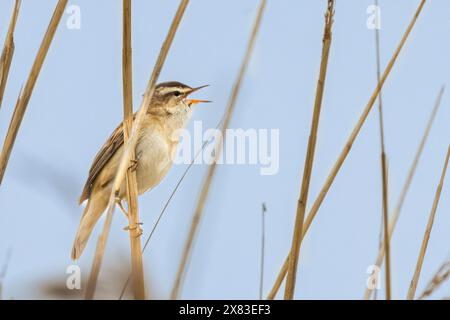 Segge Warbler, Cley Marshes, Norfolk Stockfoto